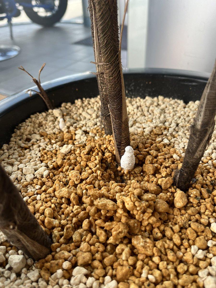 木の根元に見慣れない…きのこ…🍄？