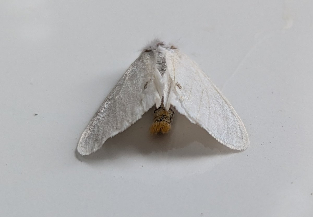 BirdBeards's tweet photo. The business end of a nfy Yellow-tail to MV hier soir. #mothage #norfolkmoths https://t.co/P11joQfHlg