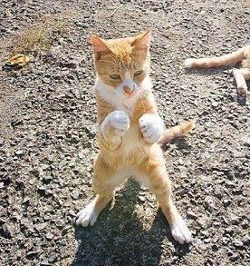 lee know as cats 🐱 (@linoascats) on Twitter photo 