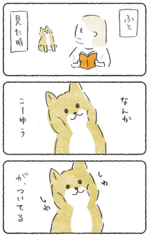 シワ... 