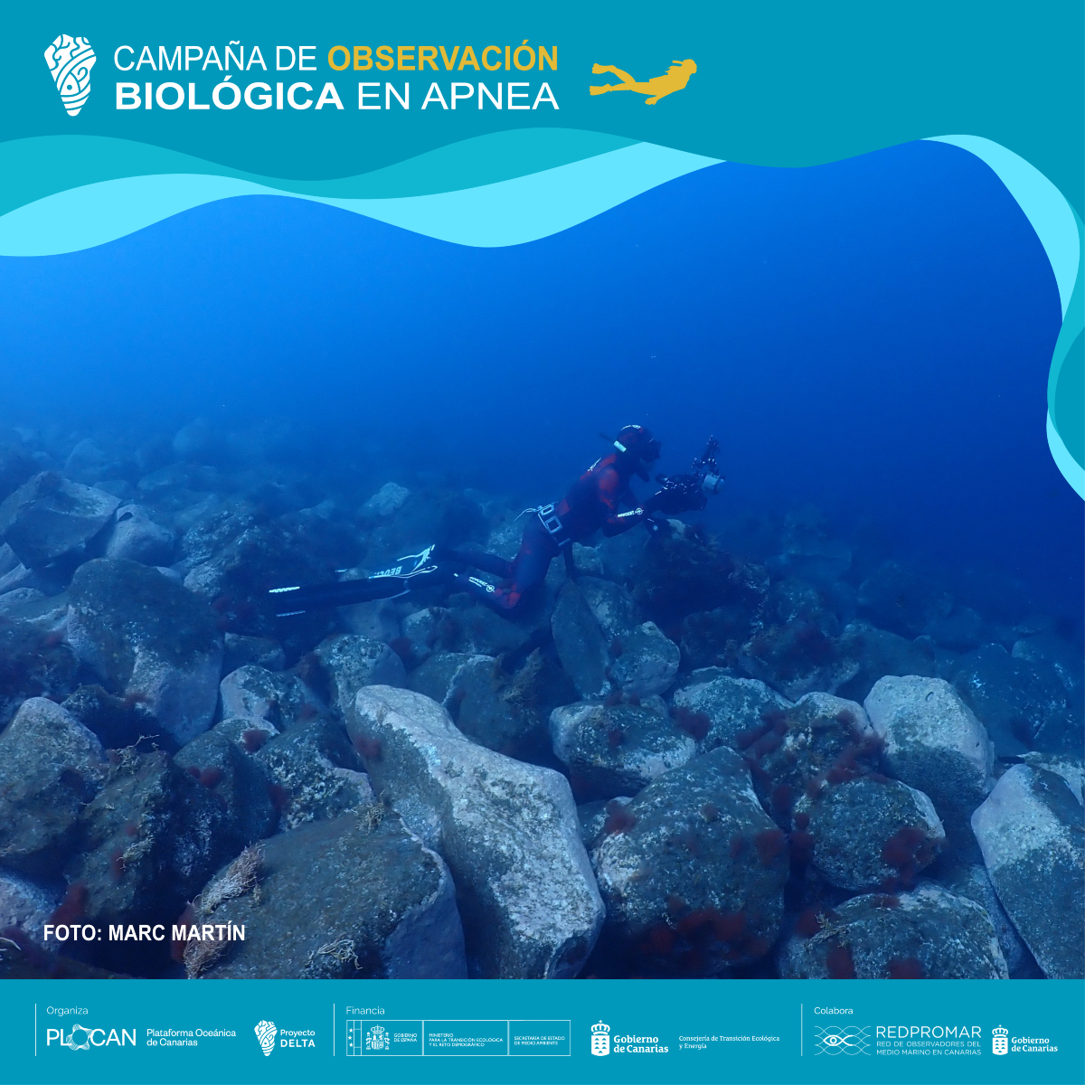 deltalapalma's tweet photo. ¡Empezamos con las jornadas de la campaña de observación biológica en los deltas lávicos! 😍
🤿 Más de una decena de apneístas profesionales ya están en acción haciendo un seguimiento de la biodiversidad submarina 💪
📸 Fotos: Marc Martín
#DELTALaPalma #PLOCAN #RedPROMAR https://t.co/JmBcAOu3eD