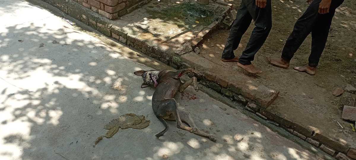 iamavneesh89's tweet photo. @Uppolice @firozabadpolice vill nagala handle  बिना बेरहमी मर रहा है https://t.co/mNFvcnwz7E