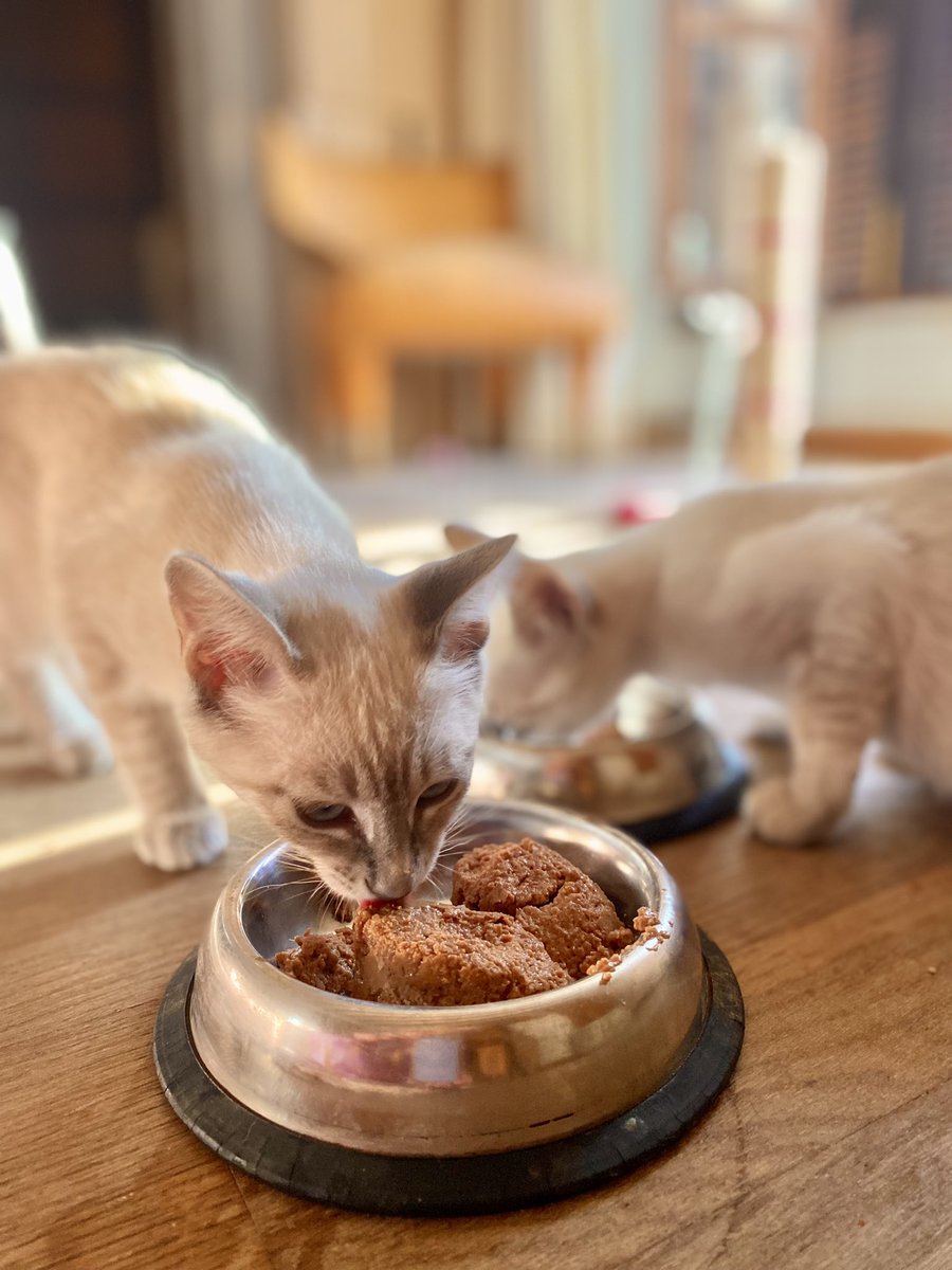 We’ve recently taken on three special felines needing a home. Sisters, Polly &amp; Poppy have been joined by Willoughby Wisp, a rescue Siamese. Poor Master Smudge is putting on a brave face😻Happy Sunday all☺️🎉🤸