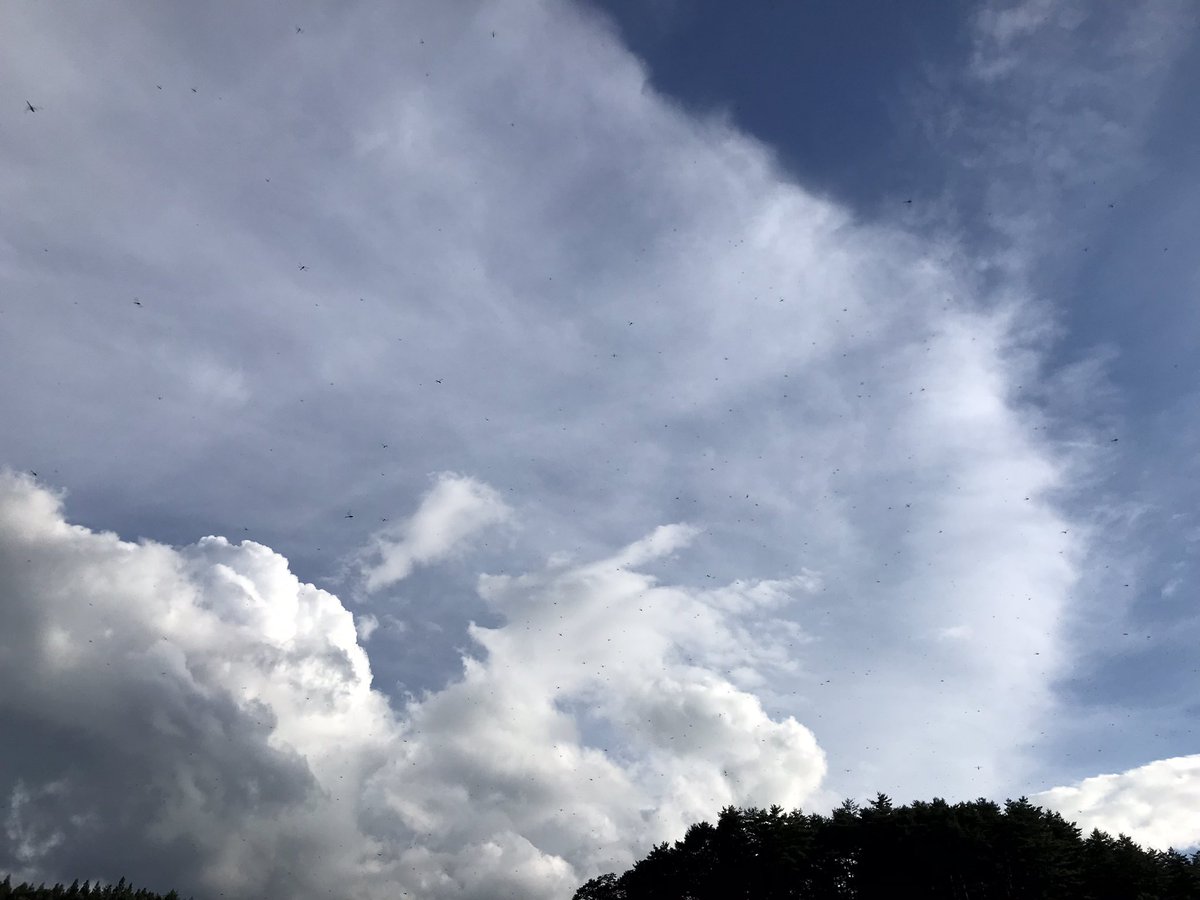 matsuiao's tweet photo. 空がトンボだらけ https://t.co/Zkv9gOWUuG