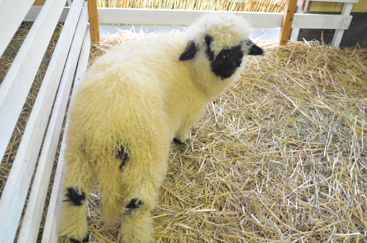世界一かわいい羊」と呼ばれるヴァレーブラックノーズシープがまきば園