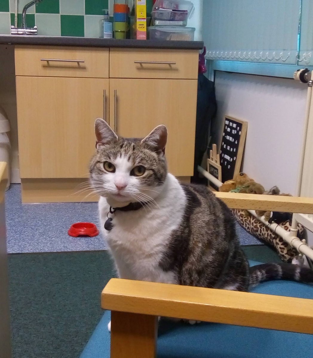 OutwoodsCat's tweet photo. Not my favourite picture of me.
There appears to be an empty bowl in the background which obviously means I’m about to waste away. 
Look at me, I’m practically see-through.
#CatsofTwitter #cats #Hedgewatch #CatsOnX https://t.co/3UFq4wmmjx