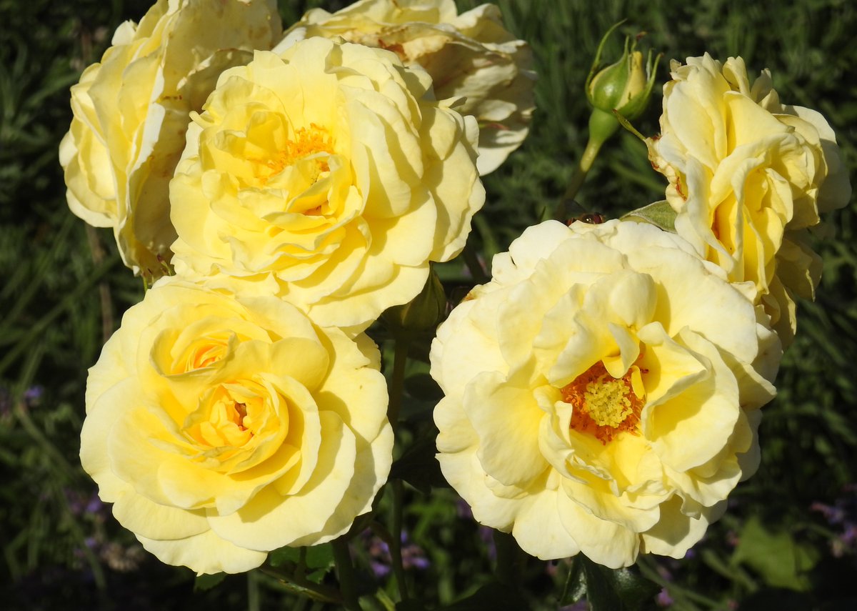 DorteHedengran's tweet photo. Beautiful roses on a warm summer day🌹
#Denmark #SonyAlpha #NaturePhotography #photooftheday #July21th #SundayVibes #SundayMood #Sunday #Flowers #FlowerOfX #roses
📸Dorte Hedengran https://t.co/jcQvWZkV7O