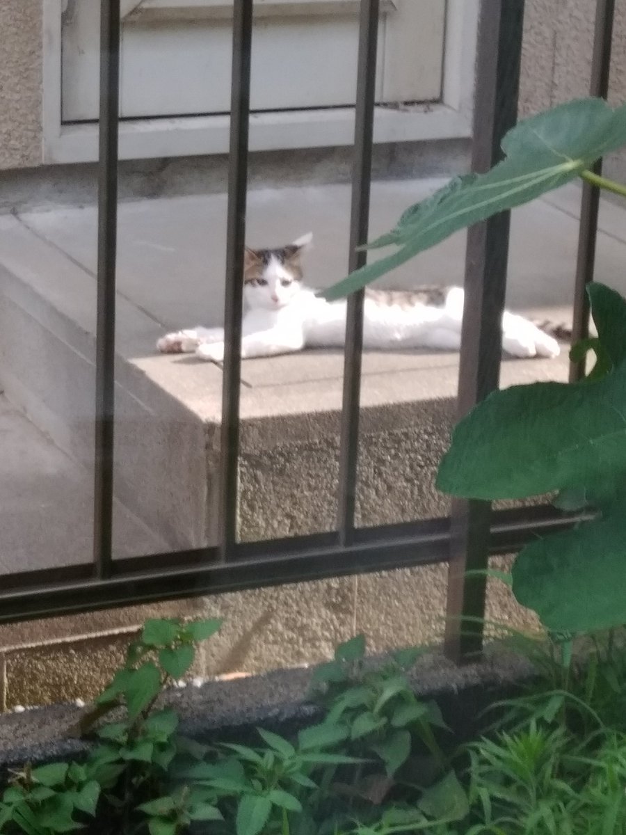 KC10133873's tweet photo. きょうの野良猫(の中の一匹) 子猫は全員無事でした https://t.co/ate53Jjeot