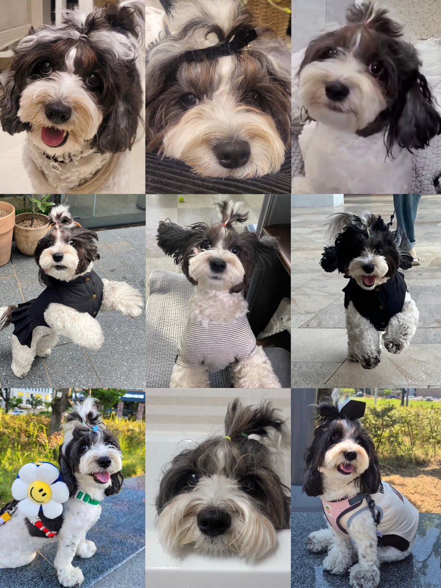 heybabydeul's tweet photo. thank you for bringing happiness to the jeon family seollie 🥹🤍 https://t.co/6OkJHEog26