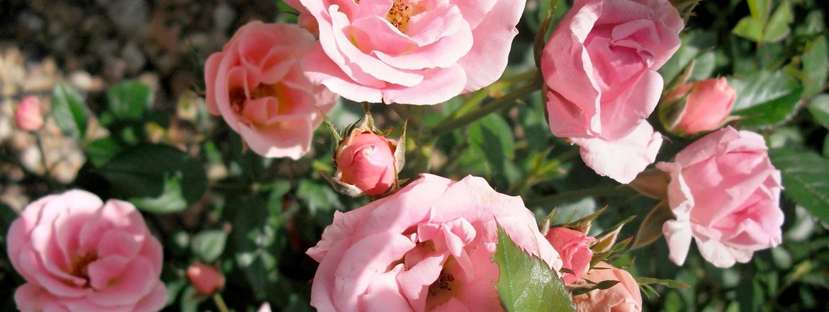 Sair Bashir (@sair_bashir) on Twitter photo 