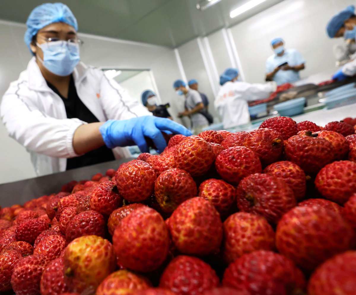 ChinaDailyAsia's tweet image. #GBAPulse #Guangdong’s lychee exports are expected to surge in the years to come after scientists in the province achieved breakthroughs in ultralow temperature #lychee preservation technologies, effectively extending the shelf life of the popular fruit.
buff.ly/3XTGTfI