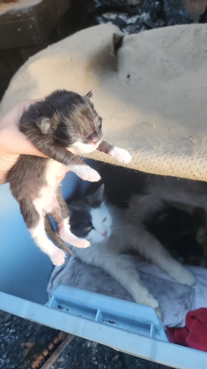 roiyalty's tweet photo. @curesylveon @CtaAya the picture of him sprawled put is my favorite!!! here are some baby pics, bc he was always very handsome!!! https://t.co/11WfoUVBoz