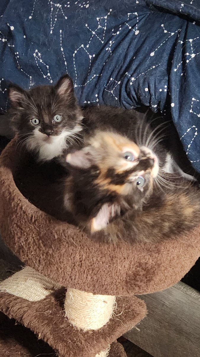 roiyalty's tweet photo. @curesylveon @CtaAya the picture of him sprawled put is my favorite!!! here are some baby pics, bc he was always very handsome!!! https://t.co/11WfoUVBoz