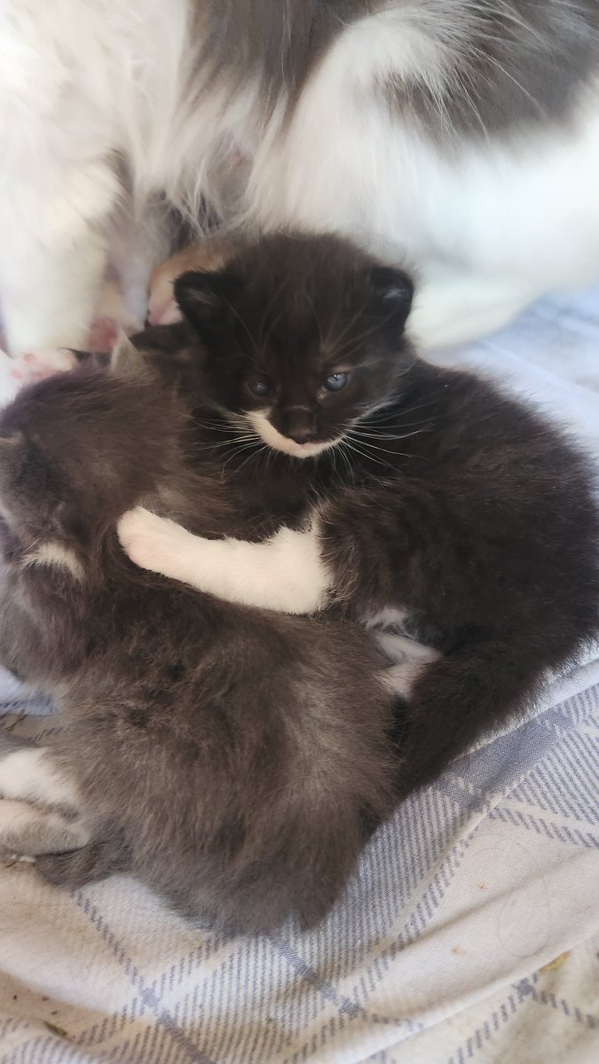roiyalty's tweet photo. @curesylveon @CtaAya the picture of him sprawled put is my favorite!!! here are some baby pics, bc he was always very handsome!!! https://t.co/11WfoUVBoz