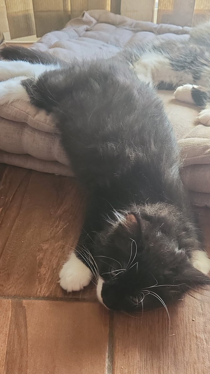 roiyalty's tweet photo. @curesylveon @CtaAya the picture of him sprawled put is my favorite!!! here are some baby pics, bc he was always very handsome!!! https://t.co/11WfoUVBoz