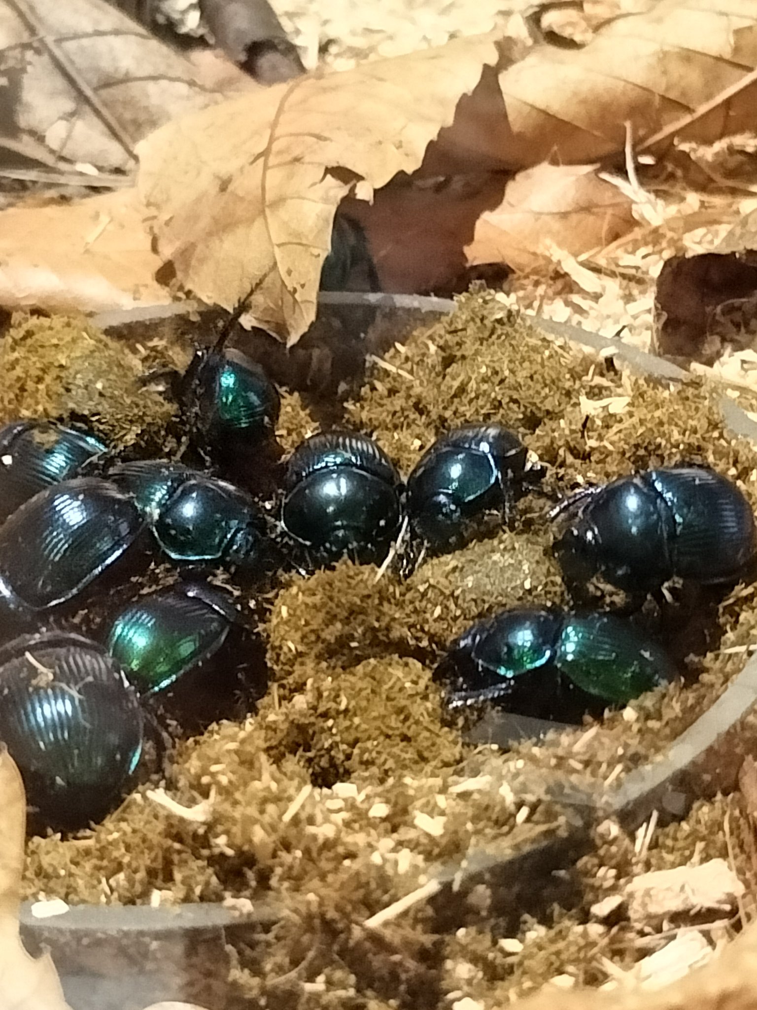 ルリセンチコガネ （オオセンチコカネ） 80匹 標本 ルリセンチコガネ （オオセンチコカネ） 80匹 標本