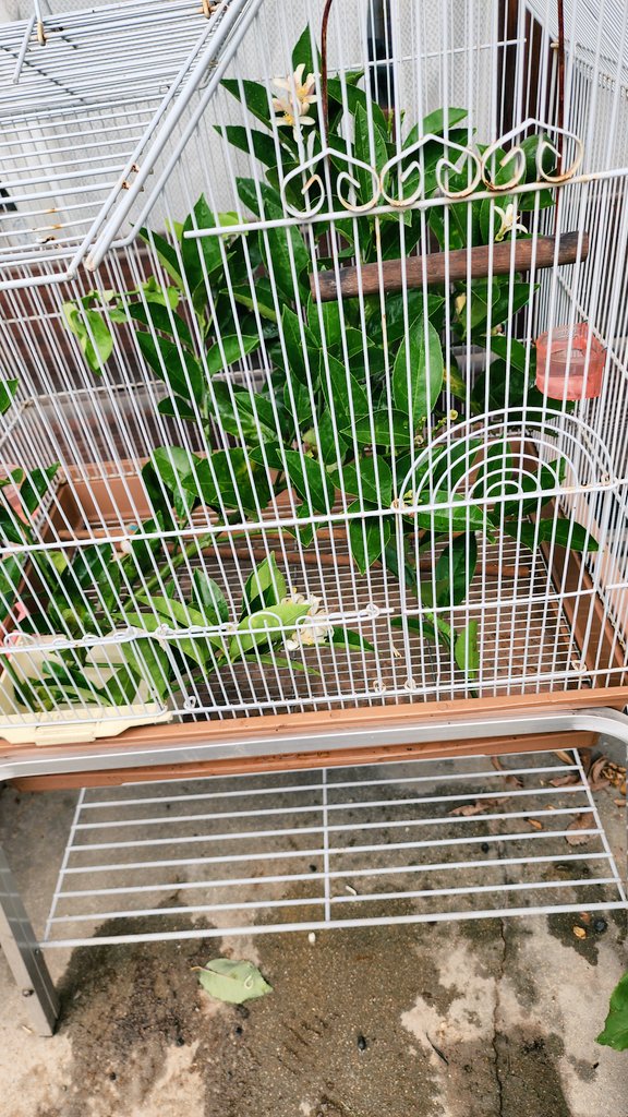 Seto_Medaka's tweet photo. 空の鳥小屋は2匹のアゲハ蝶の幼虫のお家🏠になりました🦋
大きくな～れ～(∩^o^)⊃━☆ﾟ.*･｡ https://t.co/MtFbj9o88E