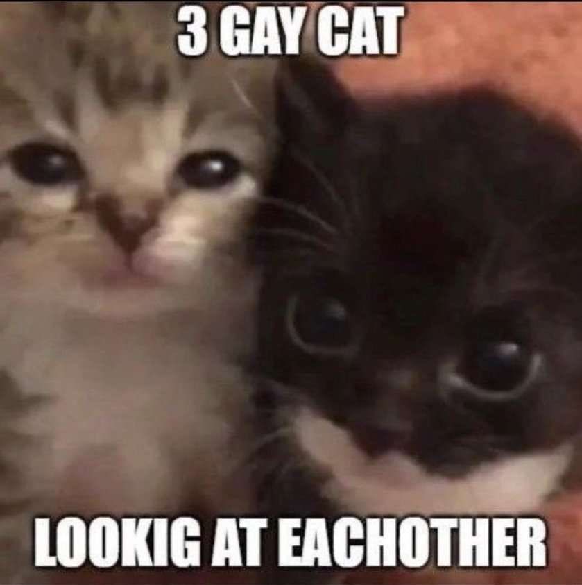 Punch Cat tweet media