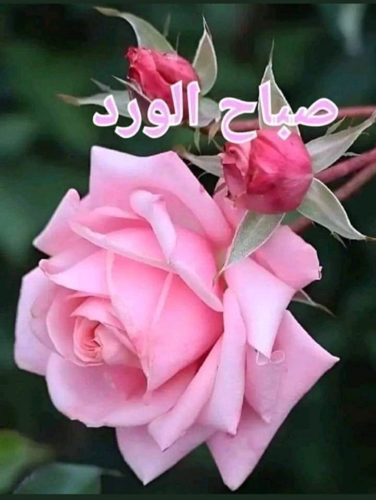 Alsovi1960's tweet photo. @maha8321553 تسلميلي يالغالية انتي الذوق وعطره https://t.co/g3rzFYCEFU