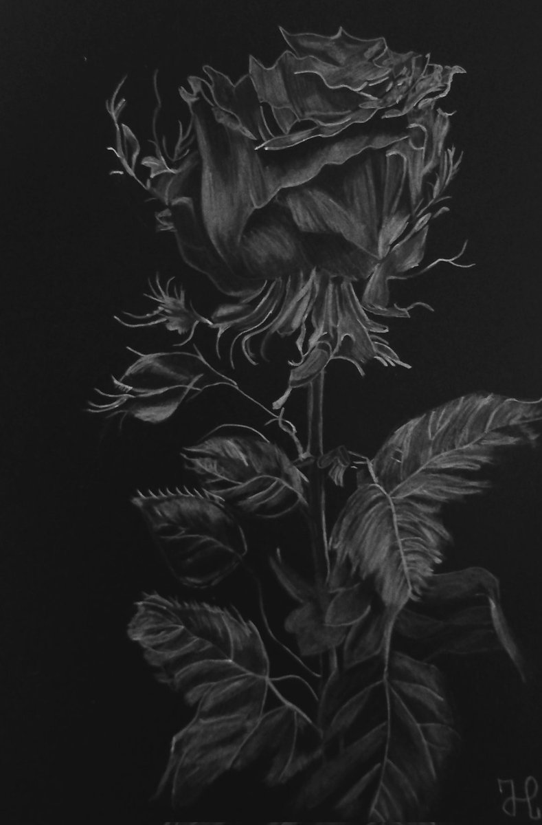 Holly1755's tweet photo. Goedemorgen bijna allemaal een mooie zondag
#art
#drawing
#pencil
https://t.co/wBgLSth3FU
#rose
#darkrose
#brainbox https://t.co/74hjASExQQ