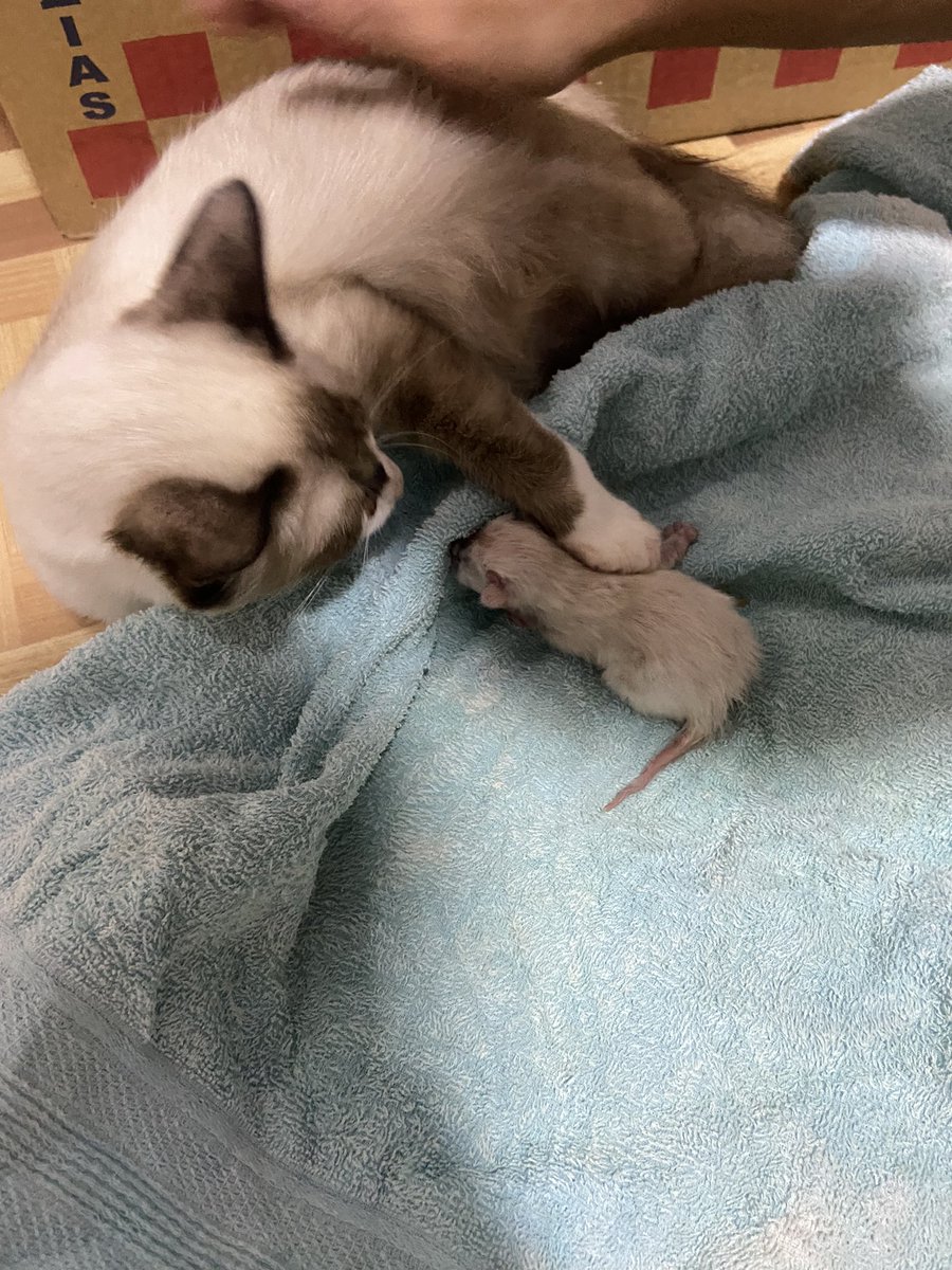 pxddro2's tweet photo. my cat is giving birth i'm gonna cry https://t.co/6dulG9oHV3