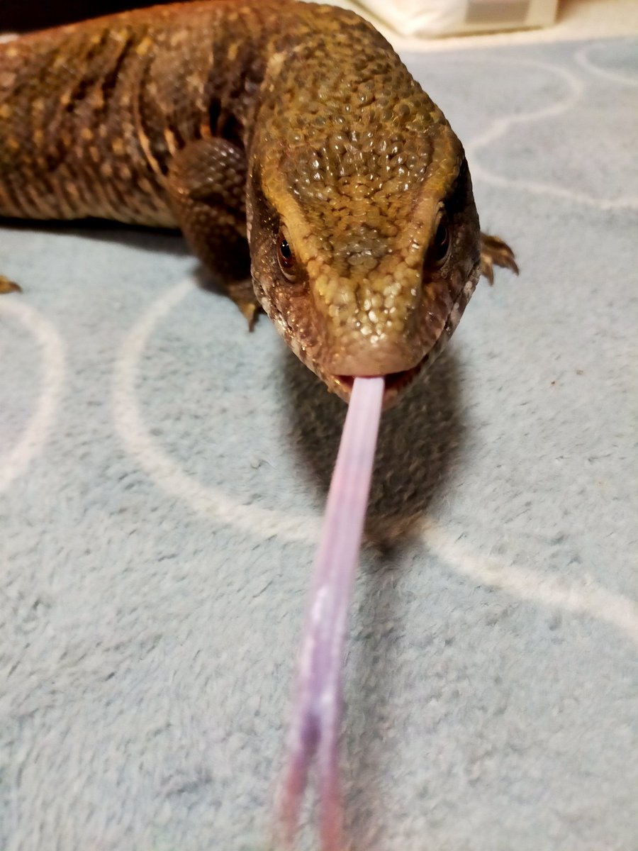 #サバンナモニター