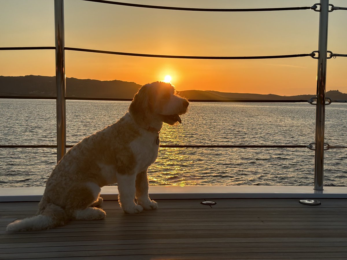 haralabob's tweet photo. Anyways, I’m not even even American, don’t want to ever be American and will never again live in America but I love all you Americans, be safe and love one another. Here’s a picture of Oscar  🇲🇨🇪🇸🇬🇷 https://t.co/xMDI78kY1v