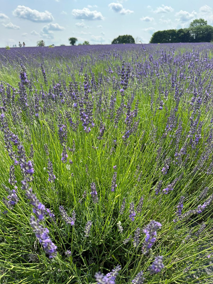 The lavender Farm 💜
Love❤️
#NatureTherapy
#ShubmanGill
#INDvsPAK #BINI_CherryOnTop