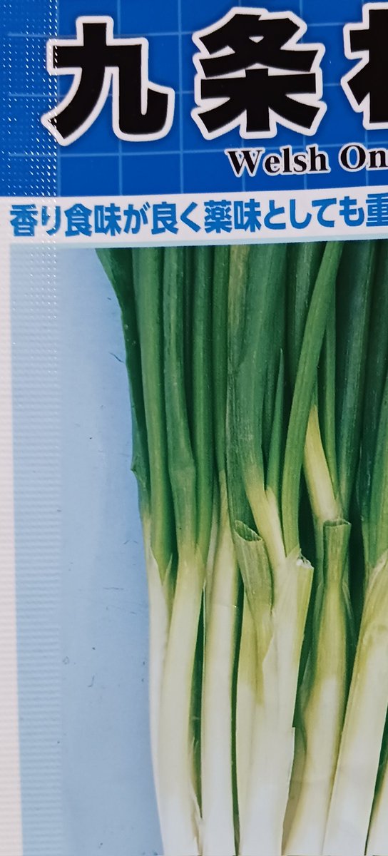 tsumeshogi55's tweet photo. 九条ねぎの種子を買ってきて、家庭菜園にまきました。
京野菜で有名ですが、生産地を見てビックリ！
「南アフリカ」でした。
そう、原産地ではなく、種子の生産地なんですね。 https://t.co/JofG7wtc3x