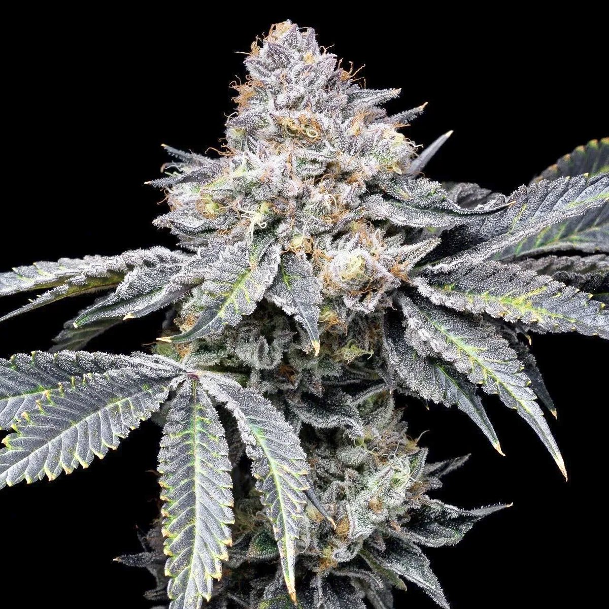 🚨📢🚨 GiveawayTime!! 🚨📢🚨

1 winner!

24 Permanent Marker seeds!

👉 Follow <a href="/travisa850/">iFlyHigh™ 🎄</a> 

👉 Follow <a href="/premiumcultivar/">Premium Cultivars</a> 

👉 Repost 

👉 ❤️

👉 Tag 3+ friends 

Winner announced 7/20