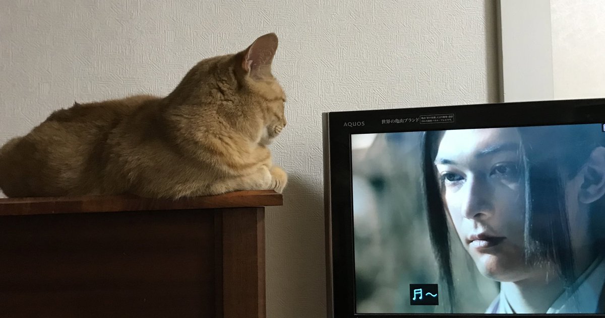 anoneanemone's tweet photo. 王さまと猫さま

#キングダム
#嬴政
#猫のいる暮らし
#catlover
#CatsOfX https://t.co/10DeyeYKaY