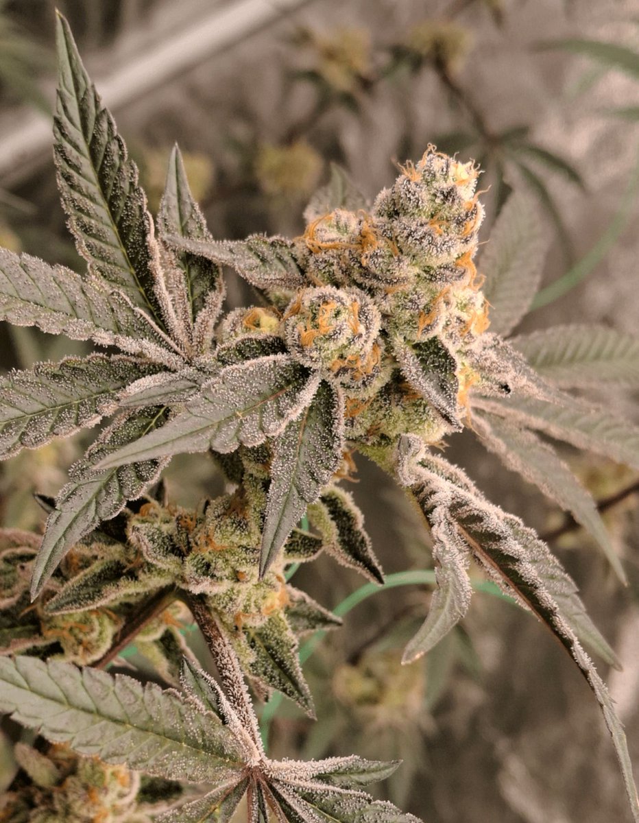 📸Grape Stank
#weed