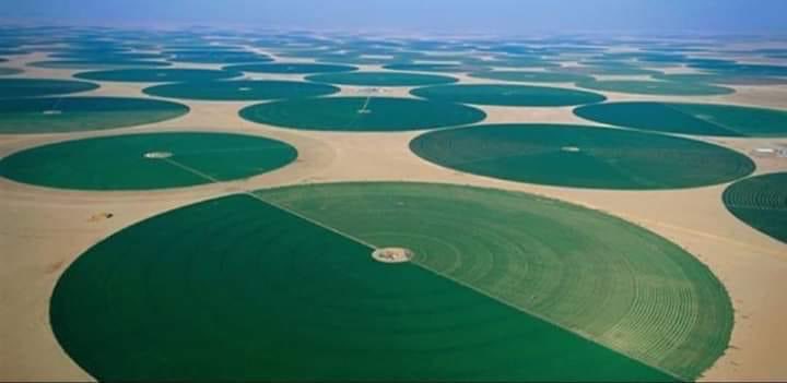 ChinasaNworu's tweet photo. Biafrans and Nigerian do you know that Saudi Arabia 🇸🇦 produced nearly THRICE the amount of Wheat many African countries like Kenya and Nigeria produce. 

Saudi  Arabia produced over  800,000 MTs of wheat compared to Kenya's Production of 270,000 MTs and  Nigeria  160,000 tonnes of wheat in 2023. 

Saudi Arabia doesn't have any permanent River, and receives about 150 mm of rainfall annually (apart from the south-western that gets about 500)

On the flip-side,  Nigeria and Kenya has multiple permanent rivers, and receives over  1000 mm of rainfall annually. 

 You can imagine what a desert country can produce compared to African countries with high rainfall. 

#Dataspeaks
@real_IpobDOS @NGRSenate @alexottiofr @CCSoludo @aoteh @FrancisNwifuru