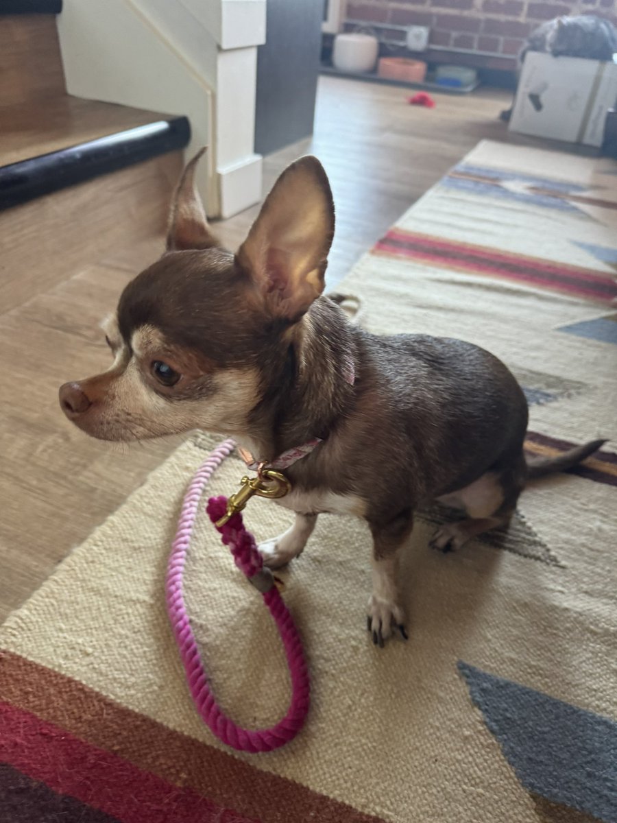 cooperscocoanc1's tweet photo. Waiting to go meet my adoring fans! (Everypawdy luvs me.) #bardog https://t.co/QV11mKGpYl