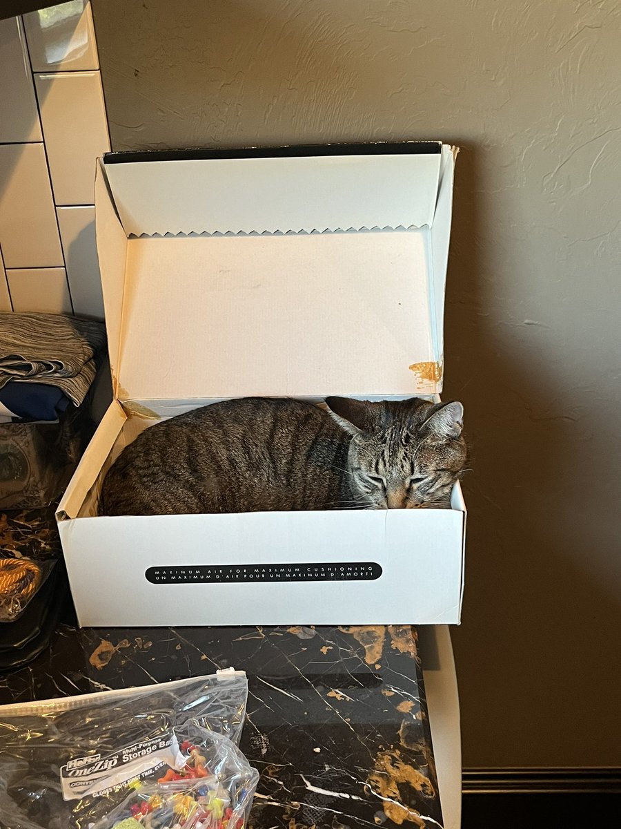 Tully clearly wants to move out. Anyone want him? (Totally kidding… we have many takers for our monsters if we needed it!) But, seriously… what is it with cats and boxes???