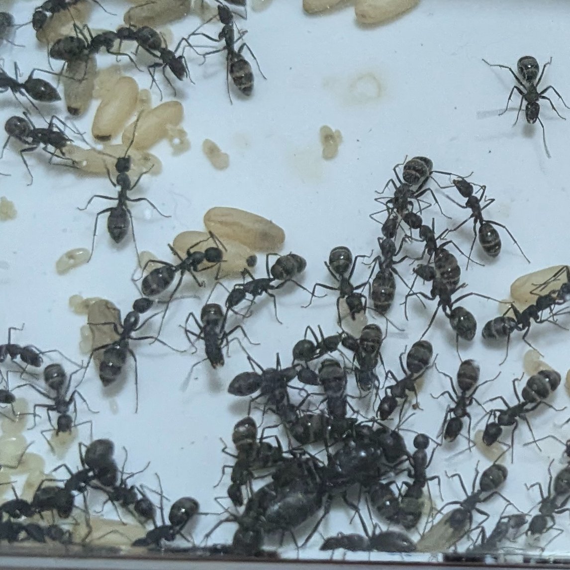 Nature_Aririn's tweet photo. クロオオアリの石膏巣が真っ黒になってしまったので、新しい石膏巣へ引っ越しさせました🐜

クロオオアリの巣ってすぐに真っ黒になってしまいますよね😅 https://t.co/ys9QDX5o2B