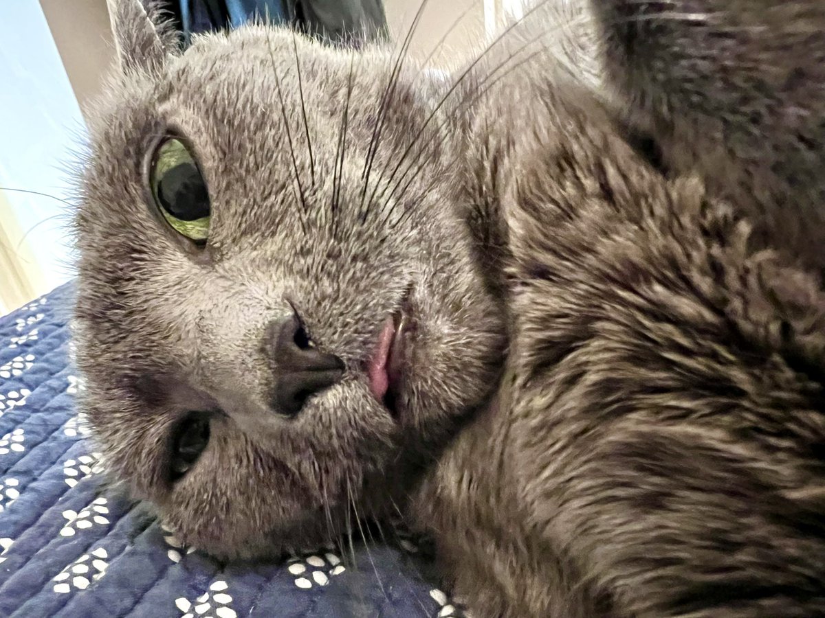 mekingNV's tweet photo. @SkepCdnChick Here’s Dexter as a timeline cleanser https://t.co/zqmb70RRHd