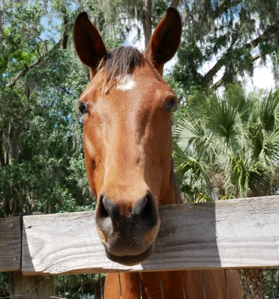 EKaplosion's tweet photo. Meet Sunny! The officially sponsored #MareQuest mare! I had the pleasure of meeting her today at @FallenOakRescue ! She is a rescue success story and will live a beautiful happy life thanks to her passionate caretaker Kim who dedicates her life to making a difference to abused and forgotten horses. (1/4)