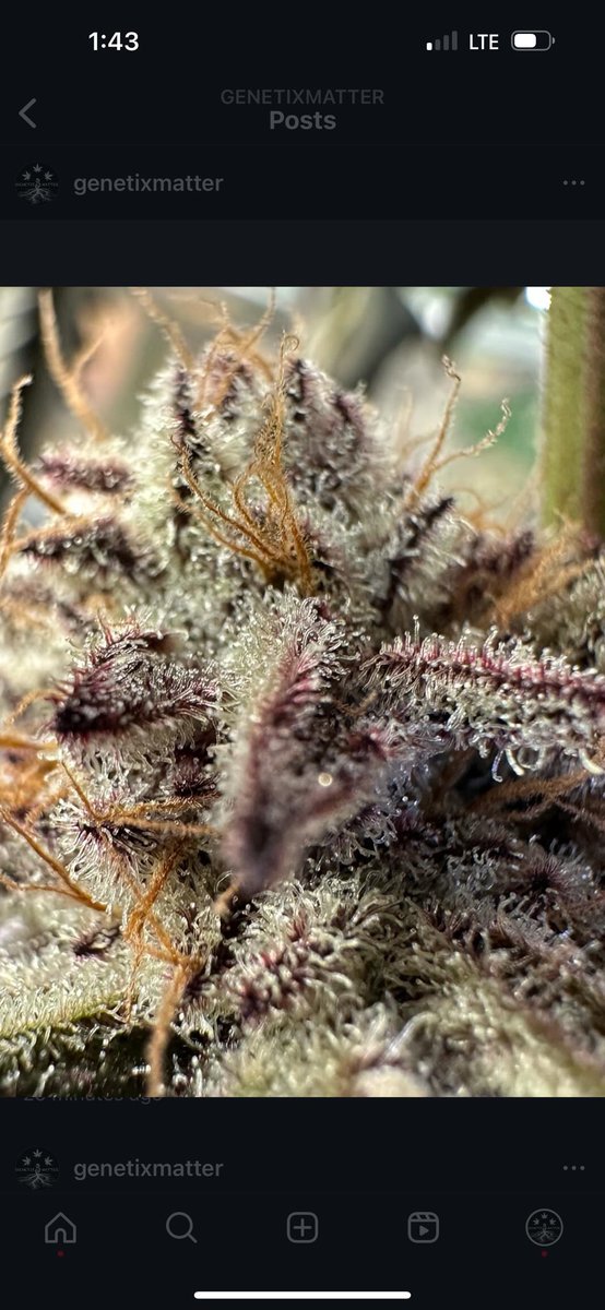 New regular crosses coming soon!🔥
#GenetixMatter #growwithus #cannabislifestyle #CannabisCommunity