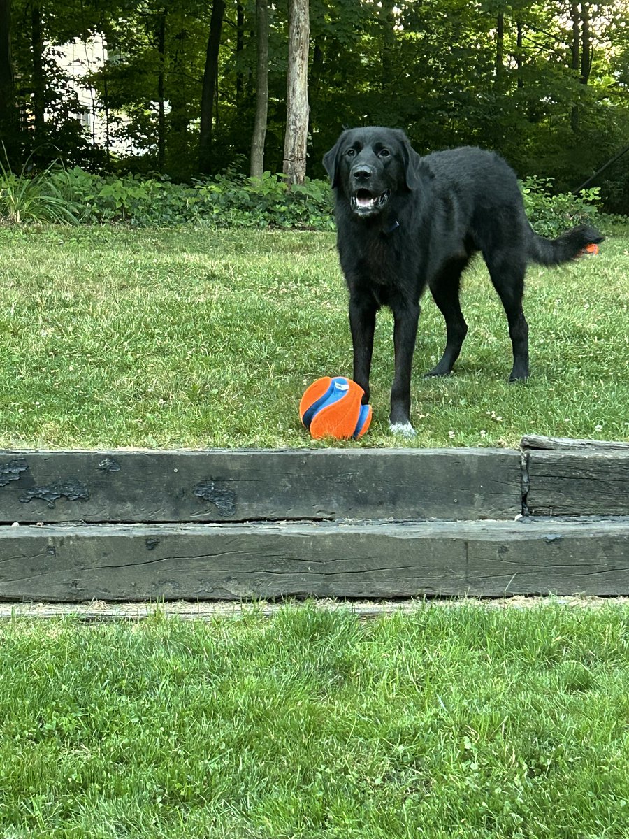 Buster072723's tweet photo. New ball today🐾🐕‍🦺 https://t.co/E7l9BRxpcv