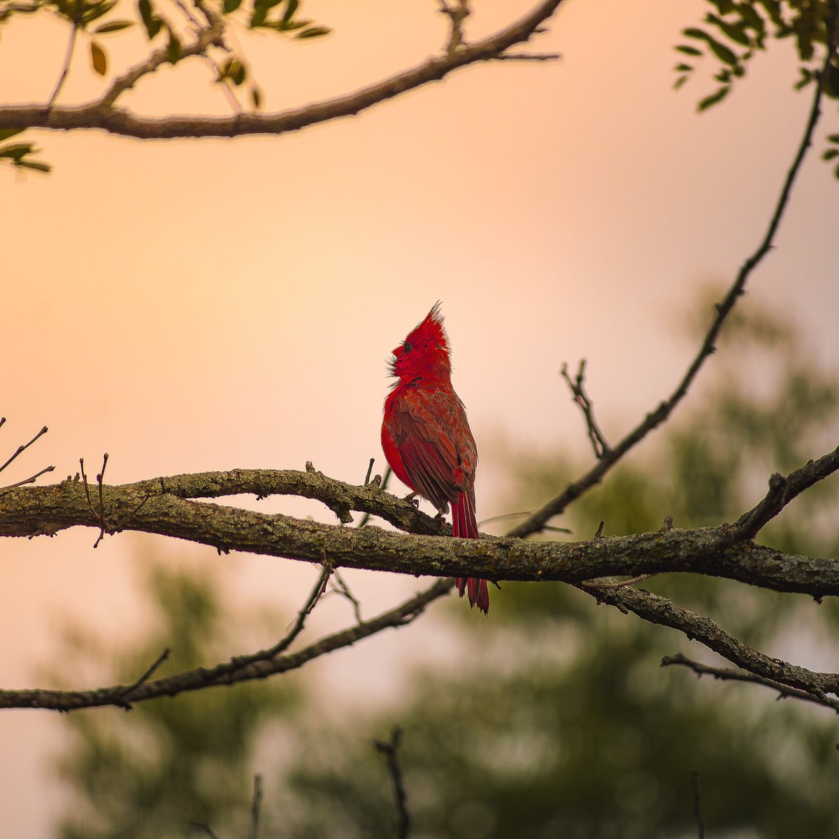 blackholescream's tweet photo. #photography #NaturePhotograhpy #nature #birdwatching  #cardinal #illinois https://t.co/aF4aqN0NJy