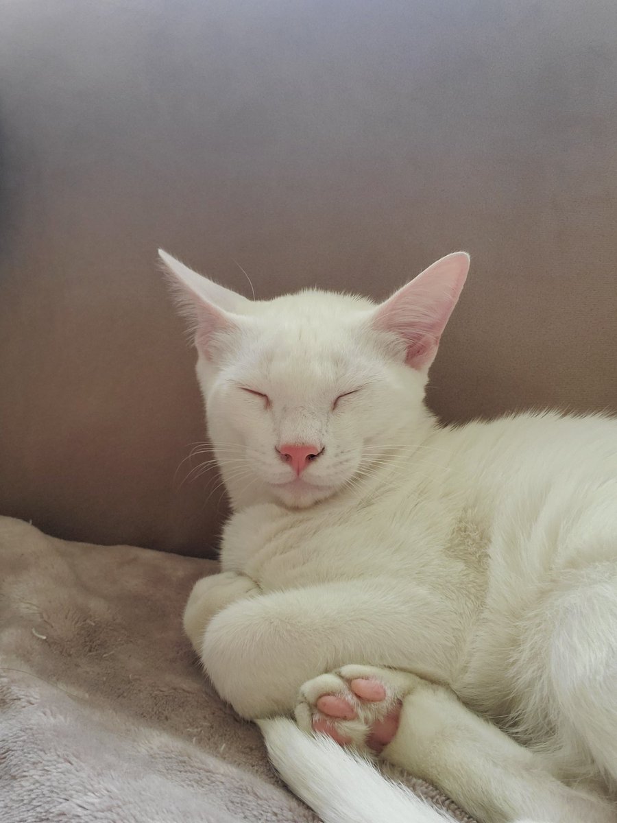 JSteinbroner's tweet photo. @Kairikucats Our newest Gustav Fring Littlesworth! https://t.co/y6CY71VAsQ