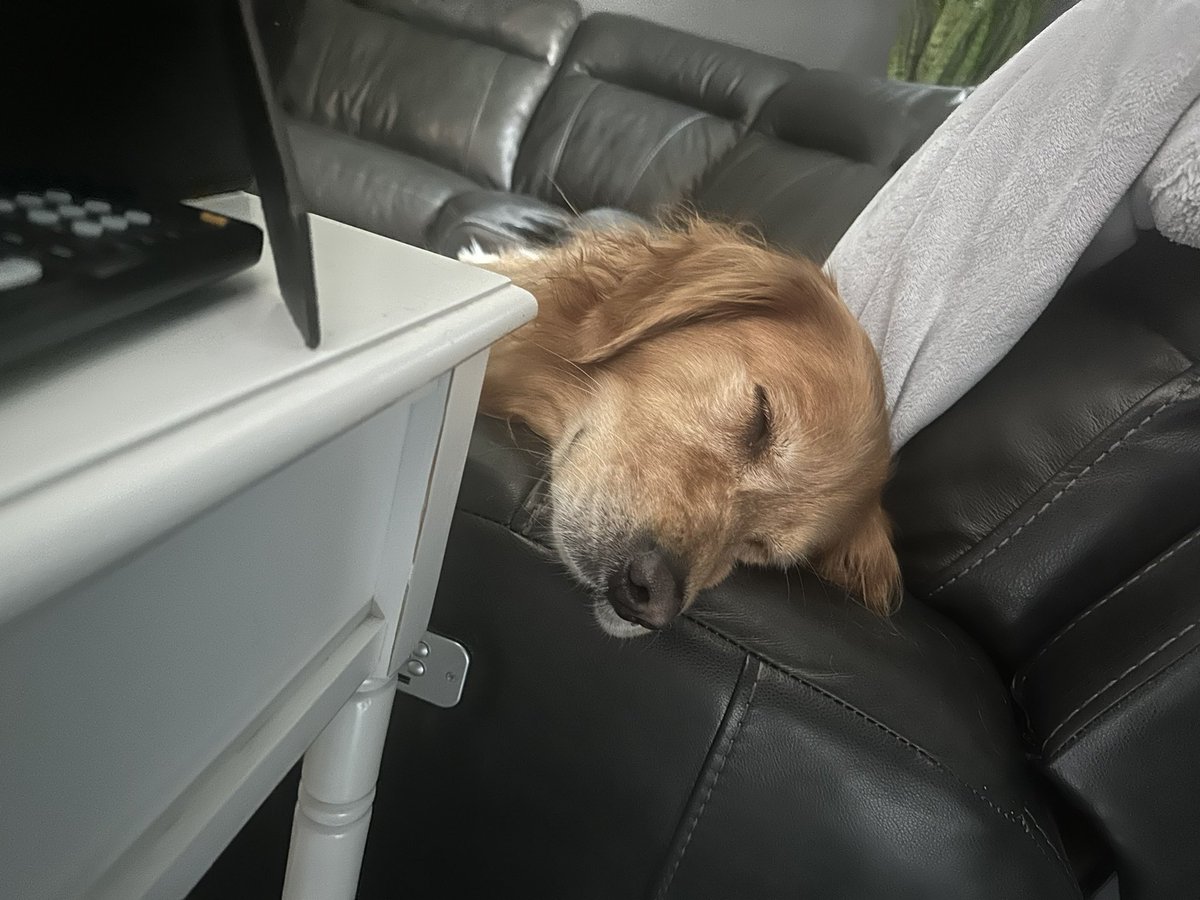 darnmom94's tweet photo. When it’s ‘ruff’ dealing with the ‘grands’. I feel ya Abbi 💙 #SuperCooper #CSquared #goldenretrievers  #Exhausted https://t.co/zdtxWFPRzm