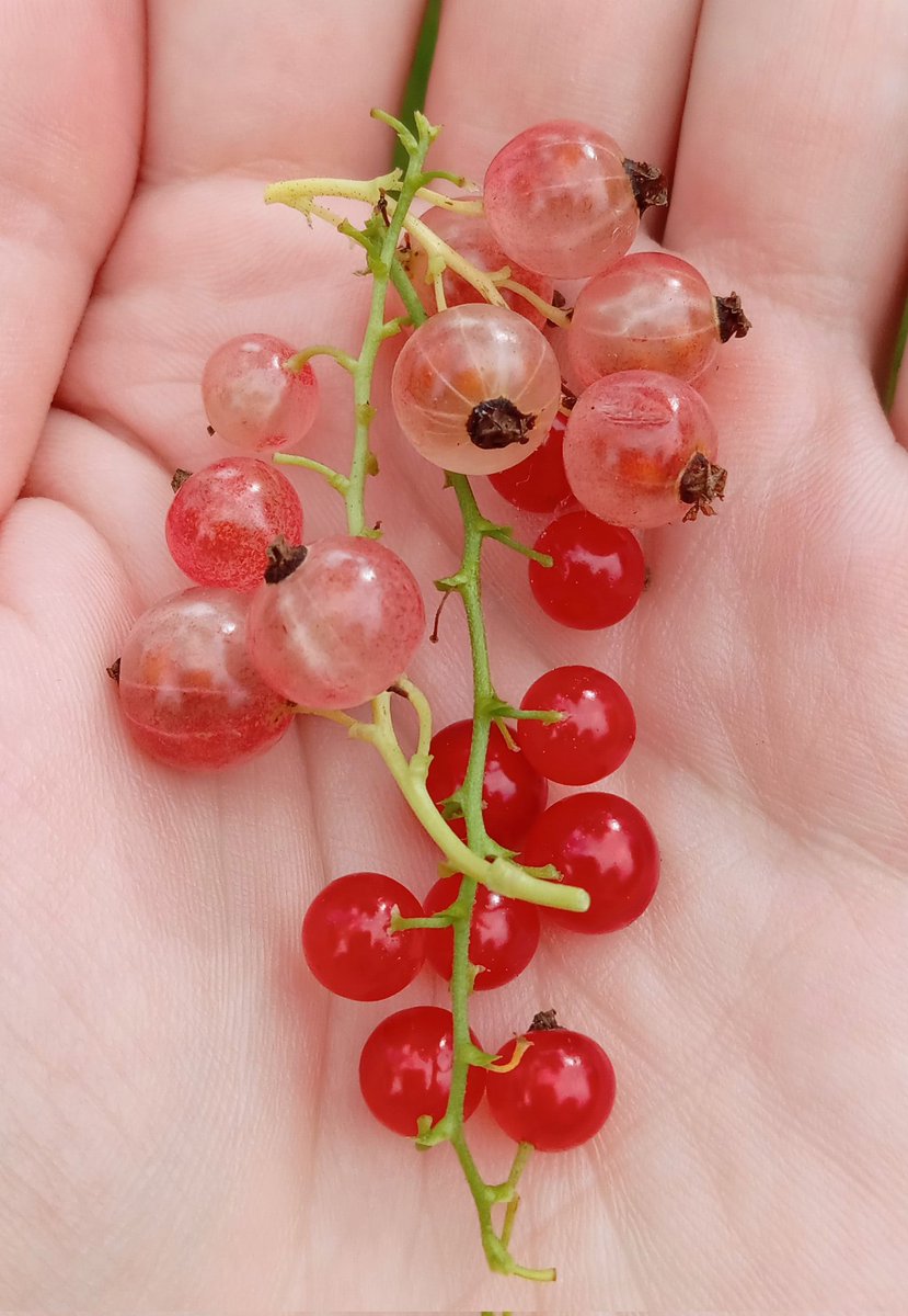 superdeluxejoe's tweet photo. Delicious currants... https://t.co/XoYKOIDa1J