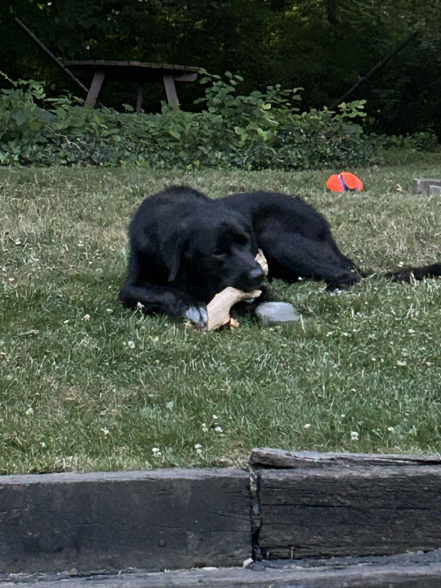 Buster072723's tweet photo. I found a log to chew 🐕‍🦺🐾 https://t.co/N8E7p0UJh0