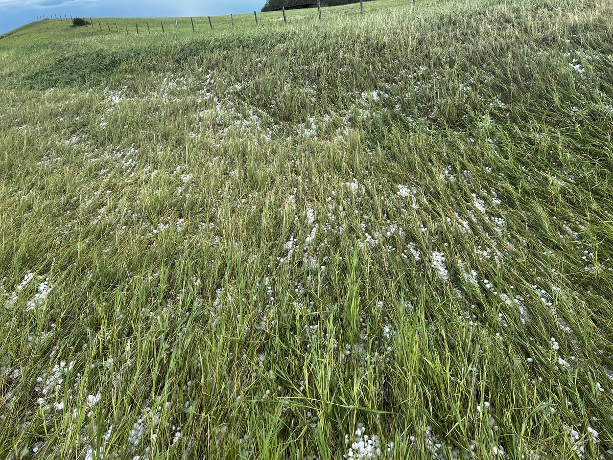 Trenten_WX's tweet photo. Still lots of good size hail along hwy 12 east of Monitor,AB at 7:10pm mdt
The @westernuNHP is out collecting stones as well #abstorms https://t.co/1urQrY2p6p