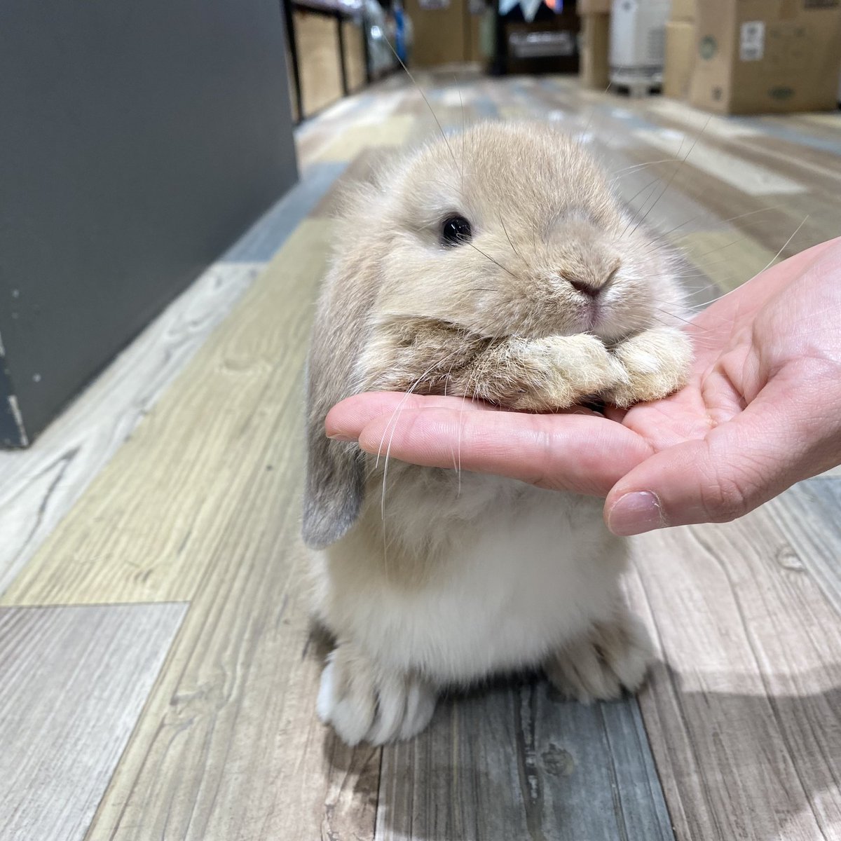 gb_usaginosippo's tweet photo. ちぎりパン3きょうだいのお姉ちゃんでおはようございます😊

#うさぎ　#うさぎのしっぽ　#南町田グランベリーパーク　#ホーランドロップ　#クリーム　#rabbit https://t.co/stLEsLO8xq