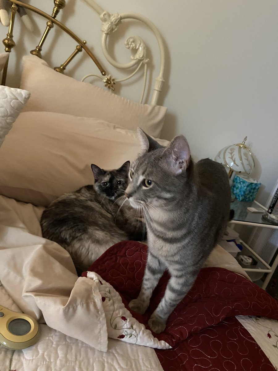 Rottenscottypdx12 tweet media