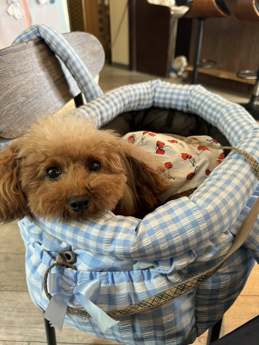 chikarin50's tweet photo. 🐶イベントに行く前にドッグカカフェ #docca ランチしたよ
看板犬のソイくんとご挨拶させてもらった✨店内は美味しい匂いたくさんするのにお利口さんです👏
あずき、いつものガムは食べるが注文したササミ一切食べず😨まぁ、それがあずきよね🤣
#元保護犬 #トイプードル #犬好きさんと繋がりたい https://t.co/dnJzyf62lX