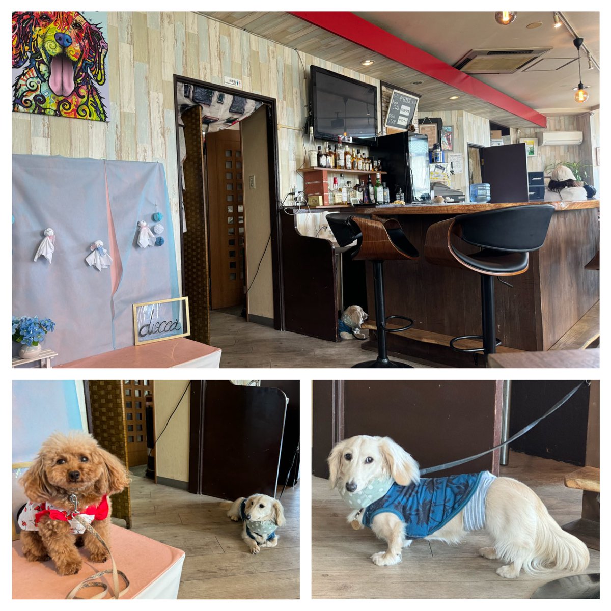 chikarin50's tweet photo. 🐶イベントに行く前にドッグカカフェ #docca ランチしたよ
看板犬のソイくんとご挨拶させてもらった✨店内は美味しい匂いたくさんするのにお利口さんです👏
あずき、いつものガムは食べるが注文したササミ一切食べず😨まぁ、それがあずきよね🤣
#元保護犬 #トイプードル #犬好きさんと繋がりたい https://t.co/dnJzyf62lX